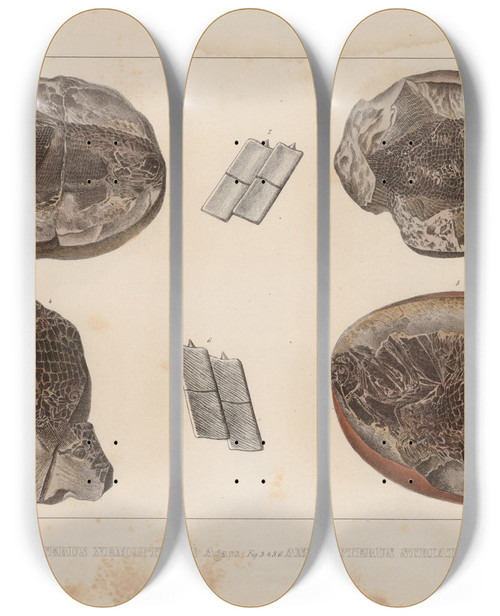 Triptych art skateboard deck of Louis Agassiz Recherches Sur Les Poissons Fossiles Pl128 by Louis Agassiz (1807-1873)