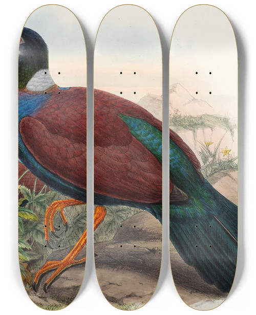 Triptych art skateboard deck of John Gould The Birds Of New Guinea And The Adjacent Papuan Islands Pl61 by John Gould (1804-1881)