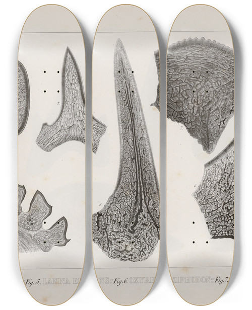 Triptych art skateboard deck of Louis Agassiz Recherches Sur Les Poissons Fossiles Pl269 by Louis Agassiz (1807-1873)