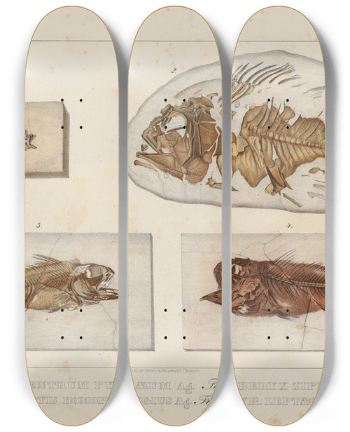 Triptych art skateboard deck of Louis Agassiz Recherches Sur Les Poissons Fossiles Pl367 by Louis Agassiz (1807-1873)