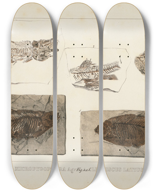 Triptych art skateboard deck of Louis Agassiz Recherches Sur Les Poissons Fossiles Pl074 by Louis Agassiz (1807-1873)