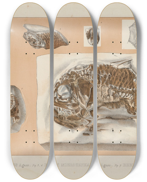 Triptych art skateboard deck of Louis Agassiz Recherches Sur Les Poissons Fossiles Pl363 by Louis Agassiz (1807-1873)
