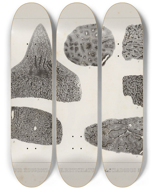 Triptych art skateboard deck of Louis Agassiz Recherches Sur Les Poissons Fossiles Pl265 by Louis Agassiz (1807-1873)