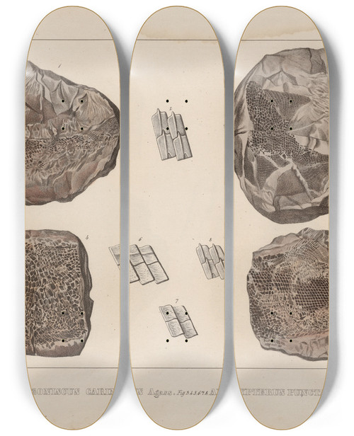Triptych art skateboard deck of Louis Agassiz Recherches Sur Les Poissons Fossiles Pl129 by Louis Agassiz (1807-1873)