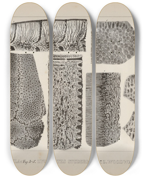 Triptych art skateboard deck of Louis Agassiz Recherches Sur Les Poissons Fossiles Pl271 by Louis Agassiz (1807-1873)
