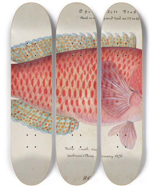 Triptych art skateboard deck of Frank Edward Clarke Pseudolabrus Miles Kelp by Frank Edward Clarke (1849-1899)