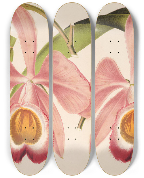 Triptych art skateboard deck of Charles Antoine Lemaire Cattleya Eldorado Splendens by Charles Antoine Lemaire (1800-1871)