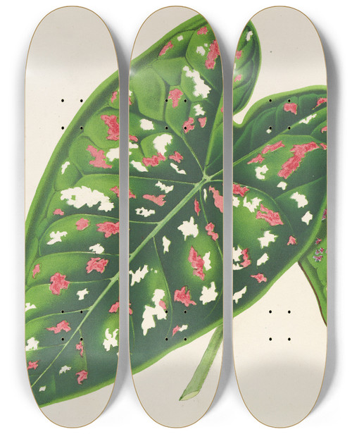 Triptych art skateboard deck of Charles Antoine Lemaire Caladium Varits Ou Espces Nouvelles De by Charles Antoine Lemaire (1800-1871)