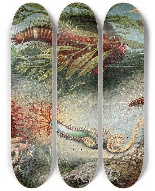 Triptych art skateboard deck of Alfred Frdol Annlides by Alfred Fredol (1804-1863)
