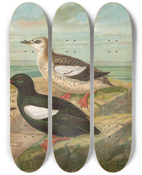 Triptych art skateboard deck of Johann Friedrich Naumann Cepphus Grylle L Gryllteiste by Johann Friedrich Naumann (1780-1857)