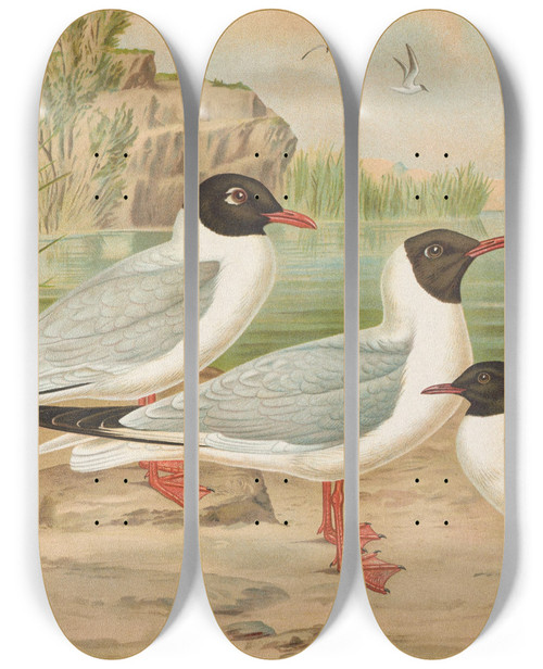 Triptych art skateboard deck of Johann Friedrich Naumann Larus Minutus Pall Larus Ridibundus Larus Melanocephalus Natt Larus Minutus Pall by Johann Friedrich Naumann (1780-1857)