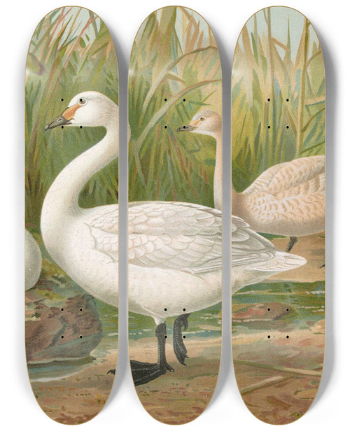 Triptych art skateboard deck of Johann Friedrich Naumann Cygnus Bewickii Yarrell by Johann Friedrich Naumann (1780-1857)