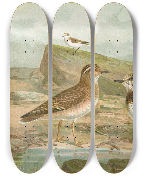 Triptych art skateboard deck of Johann Friedrich Naumann Charadrius Morinellus Arenaria Interpres Charadrius Alexandrinus by Johann Friedrich Naumann (1780-1857)
