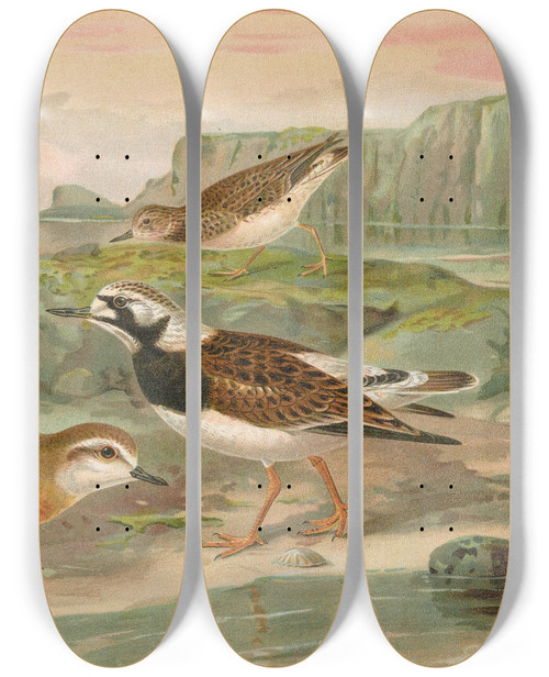 Triptych art skateboard deck of Johann Friedrich Naumann Charadrius Asiaticus Arenaria Interpres by Johann Friedrich Naumann (1780-1857)