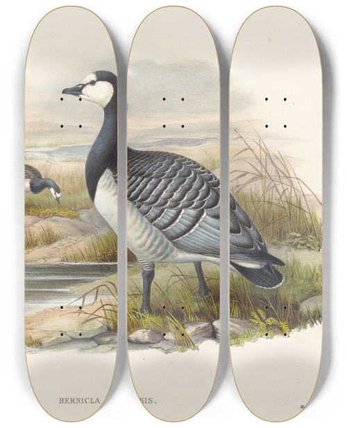 Triptych art skateboard deck of Joseph Wolf Barnacle Goose Bernicla Leucopsis by Joseph Wolf (1820-1899)