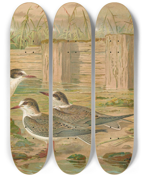 Triptych art skateboard deck of Johann Friedrich Naumann Hydrochelidon Hybrida Hydrochelidon Fissipes Hydrochelidon Nigra by Johann Friedrich Naumann (1780-1857)