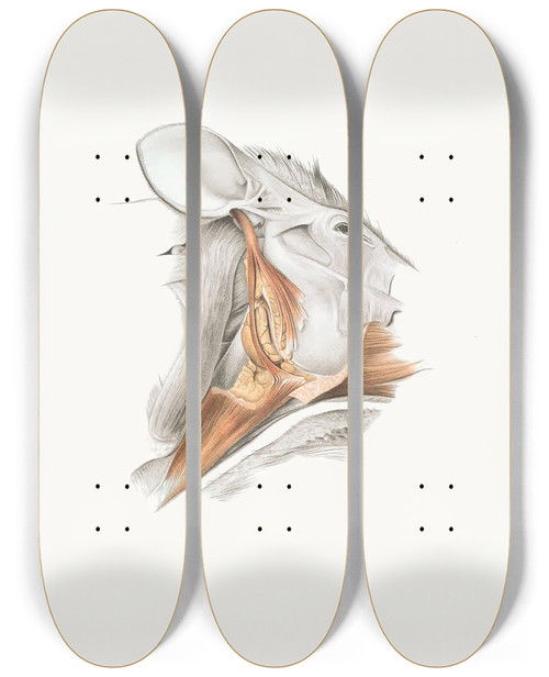 Triptych art skateboard deck of Johan Erik Vesti Boas Superficial Facial Muscles Of Echidna by Johan Erik Vesti Boas (1855-1935)