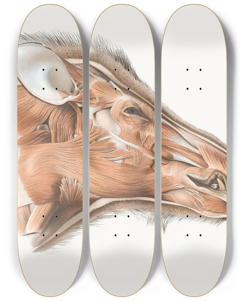 Triptych art skateboard deck of Johan Erik Vesti Boas Superficial Facial Muscles Of Wild Boar by Johan Erik Vesti Boas (1855-1935)