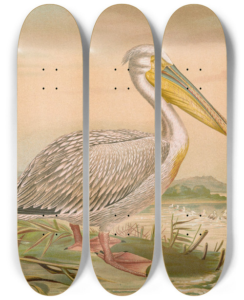 Triptych art skateboard deck of Johann Friedrich Naumann Pelecanus Onocrotalus by Johann Friedrich Naumann (1780-1857)