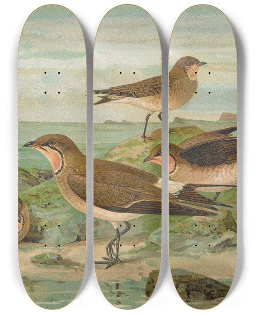 Triptych art skateboard deck of Johann Friedrich Naumann Glareola Pratincola Glareola Melanoptera Nordm by Johann Friedrich Naumann (1780-1857)