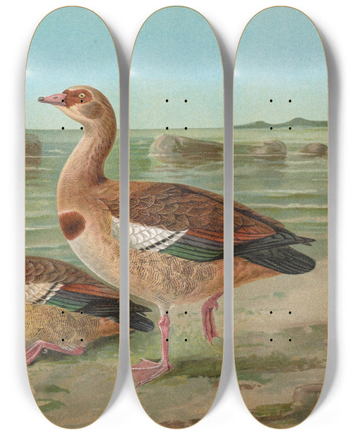 Triptych art skateboard deck of Johann Friedrich Naumann Chenalopex Aegyptiacus by Johann Friedrich Naumann (1780-1857)