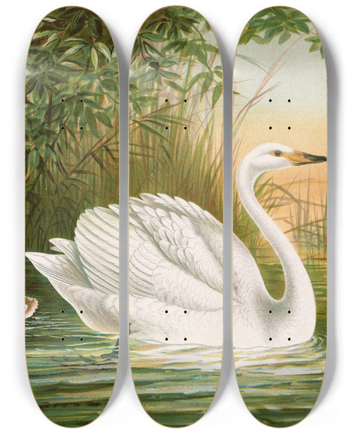 Triptych art skateboard deck of Johann Friedrich Naumann Cygnus Cygnus by Johann Friedrich Naumann (1780-1857)