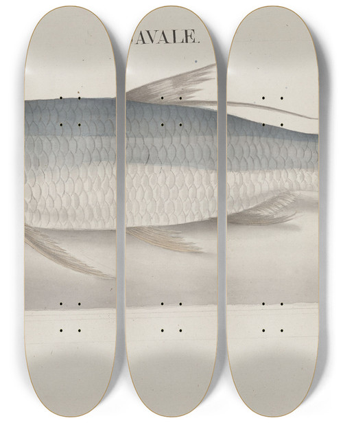Triptych art skateboard deck of Ren De Rabi Natural History Of Saint Domingue Pl105 by Ren de Rabi (1700-1785)
