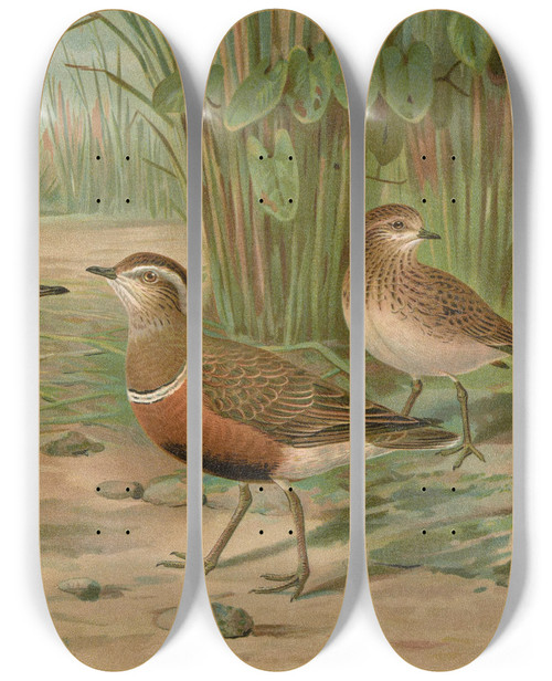 Triptych art skateboard deck of Johann Friedrich Naumann Charadrius Alexandrinus Charadrius Morinellus by Johann Friedrich Naumann (1780-1857)