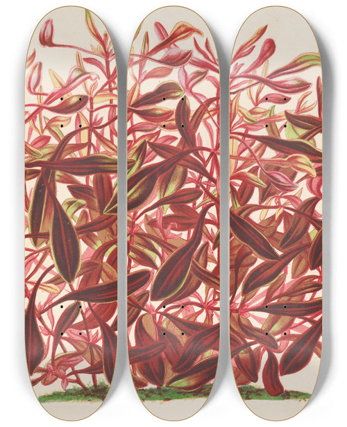Triptych art skateboard deck of Charles Antoine Lemaire Alternanthera Spathulata by Charles Antoine Lemaire (1800-1871)