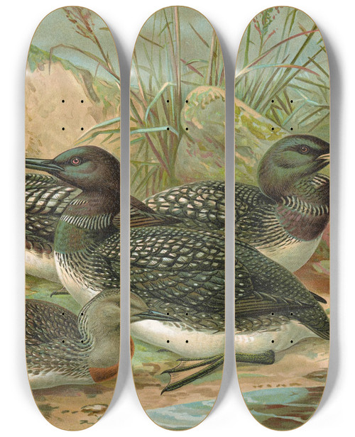 Triptych art skateboard deck of Johann Friedrich Naumann Gavia Arctica L Polarseetaucher_2 by Johann Friedrich Naumann (1780-1857)