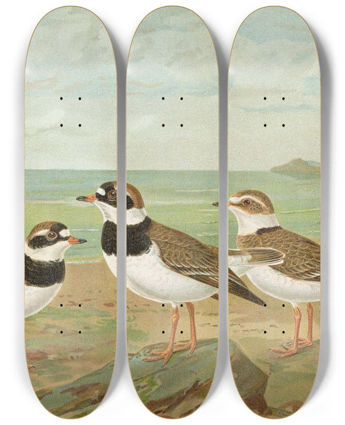 Triptych art skateboard deck of Johann Friedrich Naumann Charadrius Hiaticula by Johann Friedrich Naumann (1780-1857)