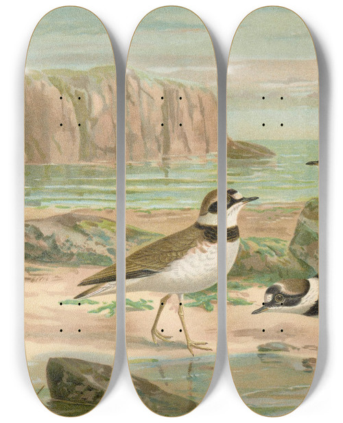 Triptych art skateboard deck of Johann Friedrich Naumann Charadrius Dubius Scop by Johann Friedrich Naumann (1780-1857)