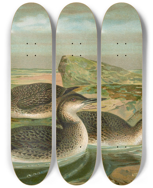 Triptych art skateboard deck of Johann Friedrich Naumann Gavia Arctica L Polarseetaucher_1 by Johann Friedrich Naumann (1780-1857)