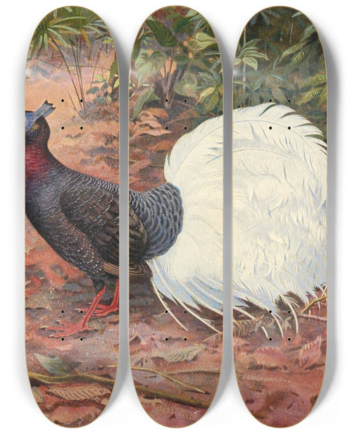 Triptych art skateboard deck of George Edward Lodge Whitetailed Wattled Pheasant by George Edward Lodge (1860-1954)