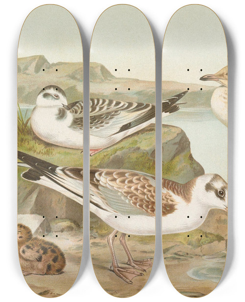 Triptych art skateboard deck of Johann Friedrich Naumann Larus Minutus Pall Larus Ridibunduslarus Melanocephalus by Johann Friedrich Naumann (1780-1857)