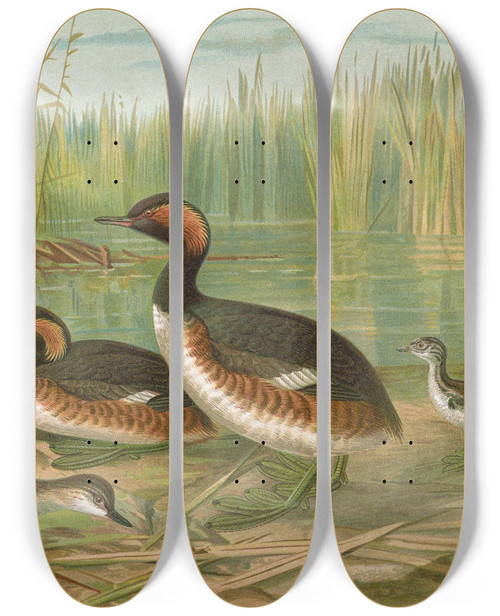 Triptych art skateboard deck of Johann Friedrich Naumann Colymbus Nigricollis Brehm Schwarzhalsiger Lappentaucher by Johann Friedrich Naumann (1780-1857)