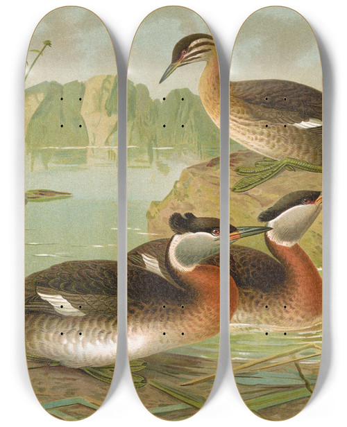 Triptych art skateboard deck of Johann Friedrich Naumann Colymbus Griseigena Bodd Rothalsiger Lappentaucher by Johann Friedrich Naumann (1780-1857)