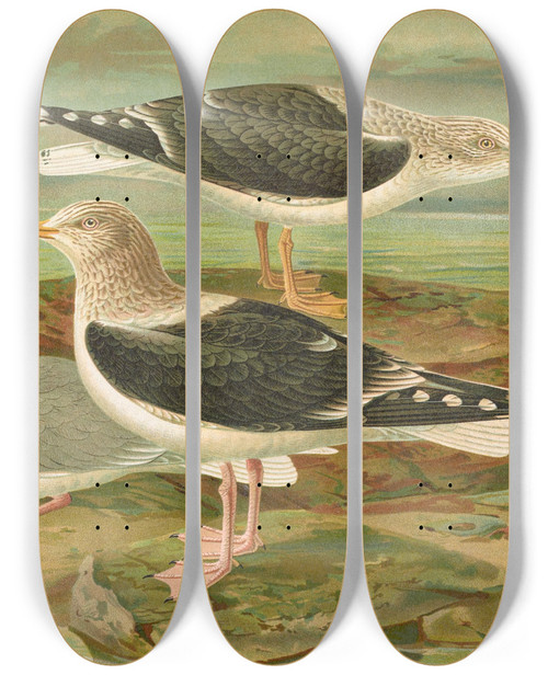 Triptych art skateboard deck of Johann Friedrich Naumann Larus Fuscus Larus Marinus Larus Glaucus Brunn_1 by Johann Friedrich Naumann (1780-1857)