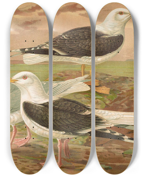 Triptych art skateboard deck of Johann Friedrich Naumann Larus Fuscus Larus Marinus Larus Glaucus Brunn_2 by Johann Friedrich Naumann (1780-1857)