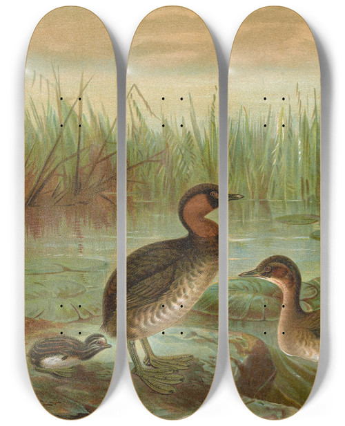 Triptych art skateboard deck of Johann Friedrich Naumann Colymbus Fluviatilis Tunst Kleiner Lappentaucher by Johann Friedrich Naumann (1780-1857)