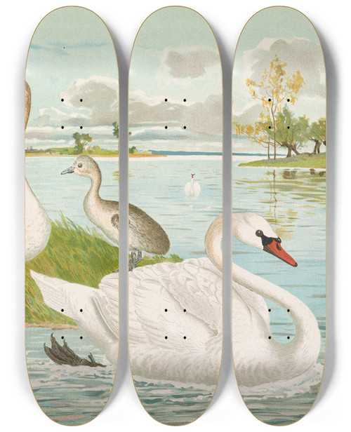 Triptych art skateboard deck of Johann Friedrich Naumann Cygnus Olor by Johann Friedrich Naumann (1780-1857)