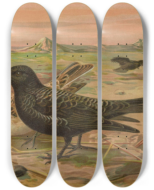 Triptych art skateboard deck of Johann Friedrich Naumann Melanocorypha Yeltoniensis by Johann Friedrich Naumann (1780-1857)
