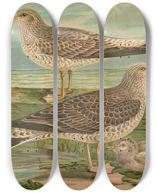 Triptych art skateboard deck of Johann Friedrich Naumann Larus Canus Larus Argentatus Brunn_1 by Johann Friedrich Naumann (1780-1857)