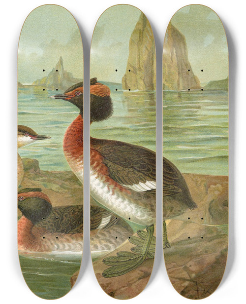 Triptych art skateboard deck of Johann Friedrich Naumann Colymbus Auritus L Gehornter Lappentaucher by Johann Friedrich Naumann (1780-1857)