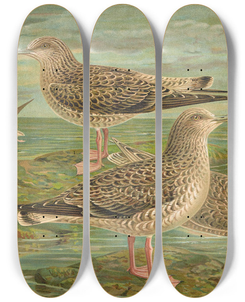Triptych art skateboard deck of Johann Friedrich Naumann Larus Fuscus Larus Marinus Larus Glaucus Brnn by Johann Friedrich Naumann (1780-1857)