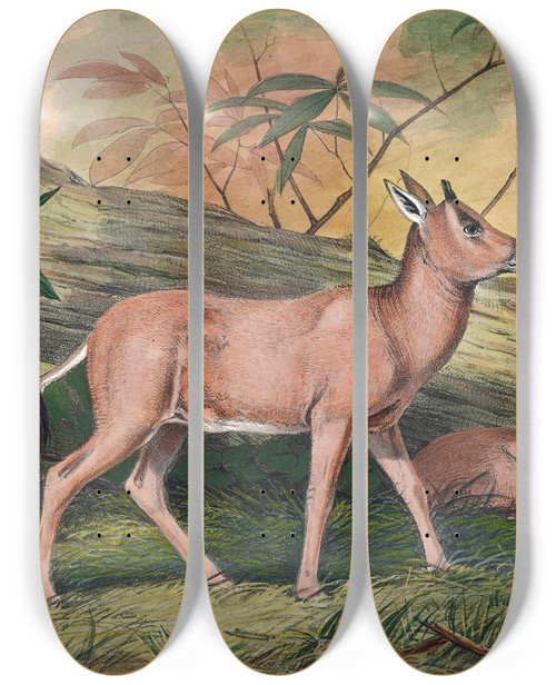 Triptych art skateboard deck of Joseph Wolf The Leucoryx by Joseph Wolf (1820-1899)