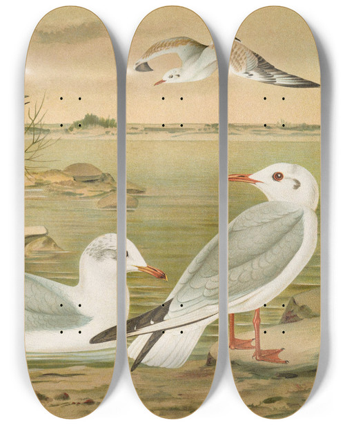 Triptych art skateboard deck of Johann Friedrich Naumann Larus Minutus Pall Larus Ridibundus Larus Melanocephalus Natt Larus Philadelphia Ord by Johann Friedrich Naumann (1780-1857)