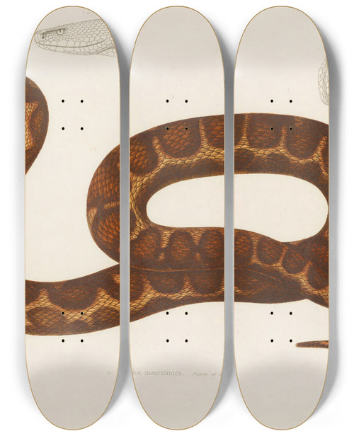 Triptych art skateboard deck of Arthus Bertrand Echidna Mauritanica by Arthus Bertrand (19-)