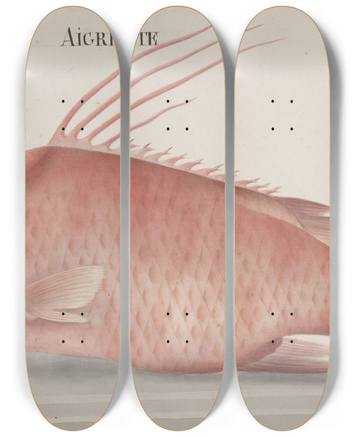 Triptych art skateboard deck of Ren De Rabi Natural History Of Saint Domingue Pl097 by Ren de Rabi (1700-1785)