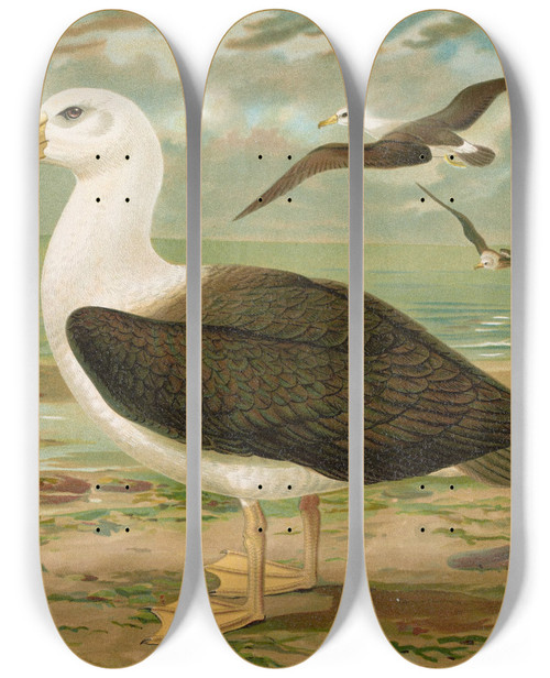Triptych art skateboard deck of Johann Friedrich Naumann Diomedea Melanophrys Boie Schwarzzugeliger Albatros by Johann Friedrich Naumann (1780-1857)